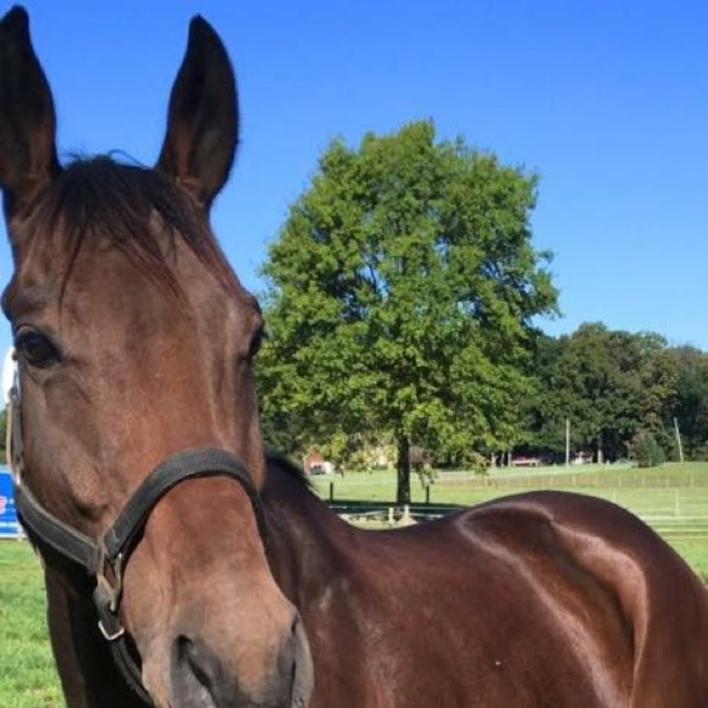 Meet your Posher, Malil